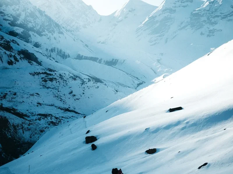 a couple of animals walking across a snow covered slope