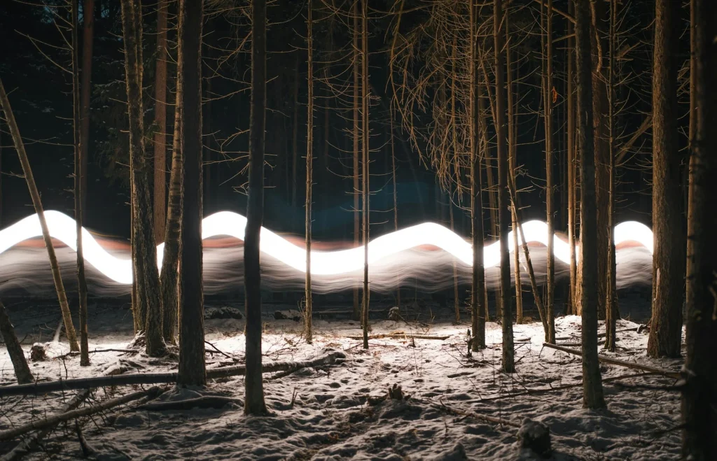 A forest filled with lots of trees covered in snow