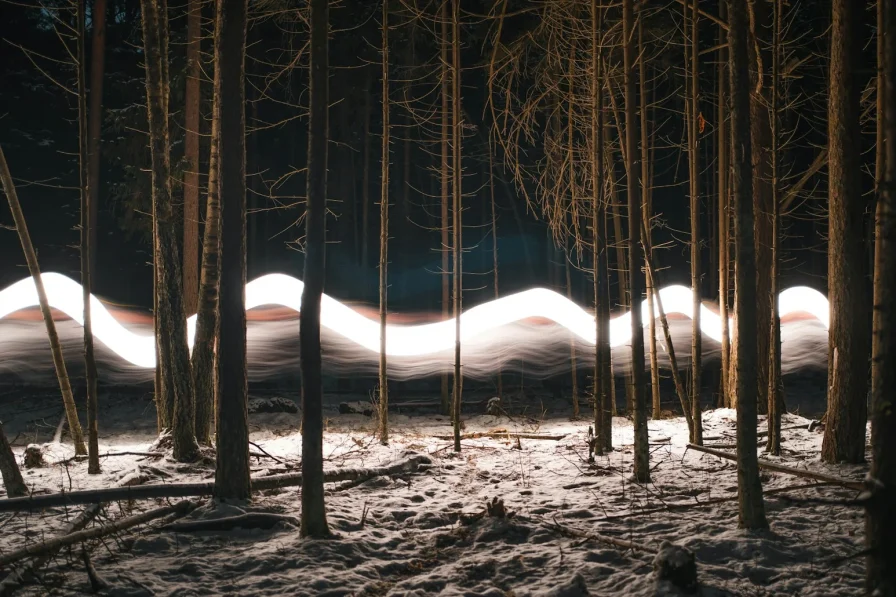 A forest filled with lots of trees covered in snow